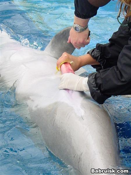 Интересные факты о дельфинах - у самок обнаружили клитор | Комментарии Украина
