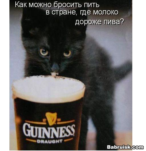 пивной кот
