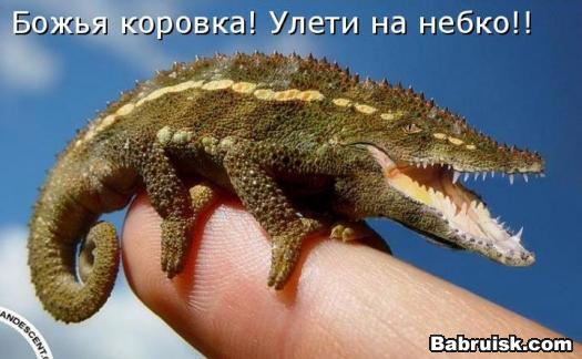 божья коровка
