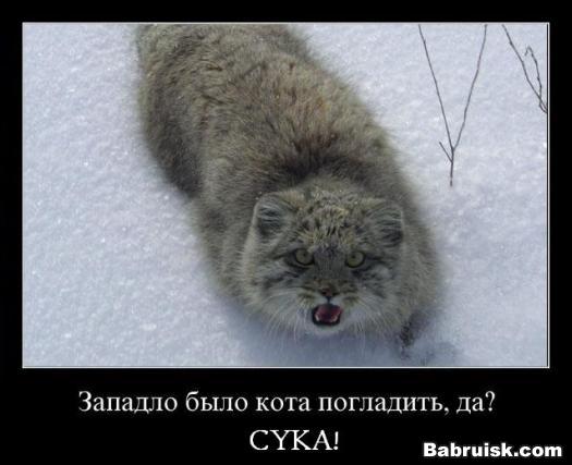 сука, не погладил кота