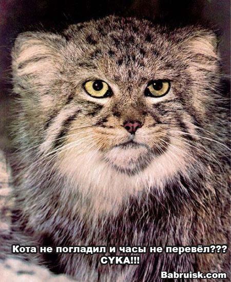 манул