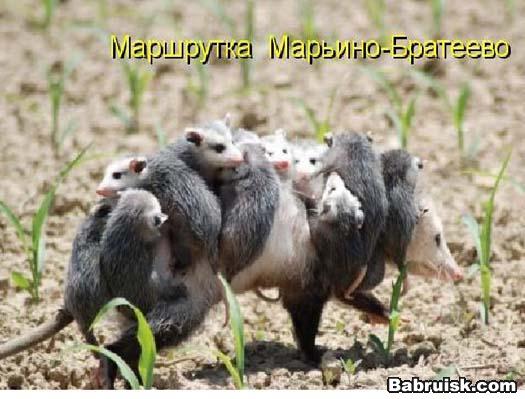 маршрутка. крыски