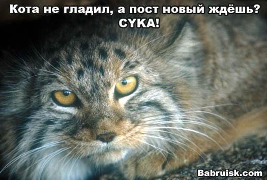 погладь кота, сука. манул