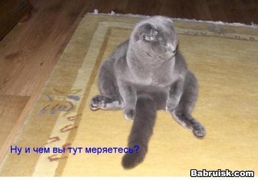кот с хвостом