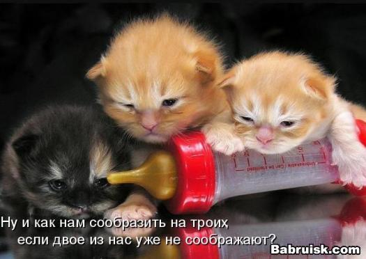пьяные коты