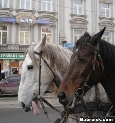 лошади