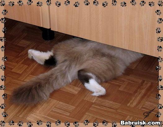 кот под шкафом