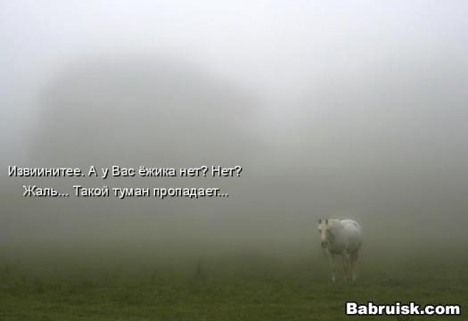лошадь в тумане