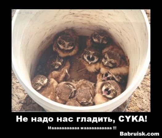 погладь, ну погладь, СУКА!!!