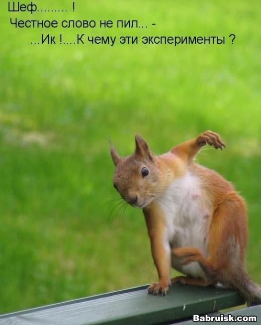 трезвая белка
