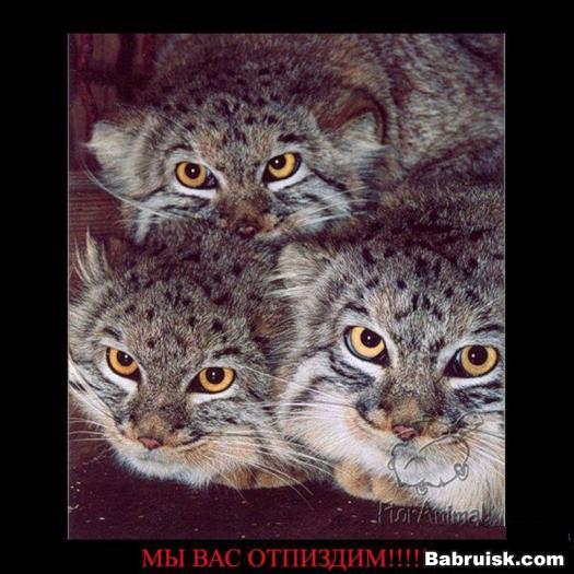 котики