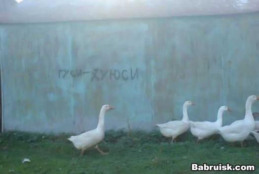 гуси, сцуко, гуси!!! Погладь гуся :))))))))))