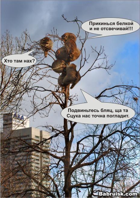 еноты