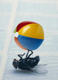 лелег