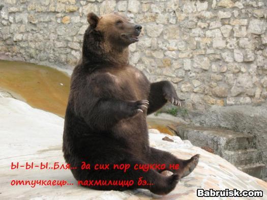 дрессированный медведь
