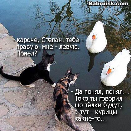 коты и телки