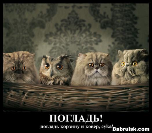 погладь ковер