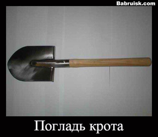 крот