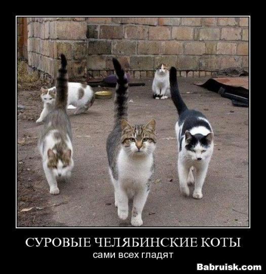 коты-пездоболы
