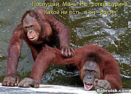 шурин