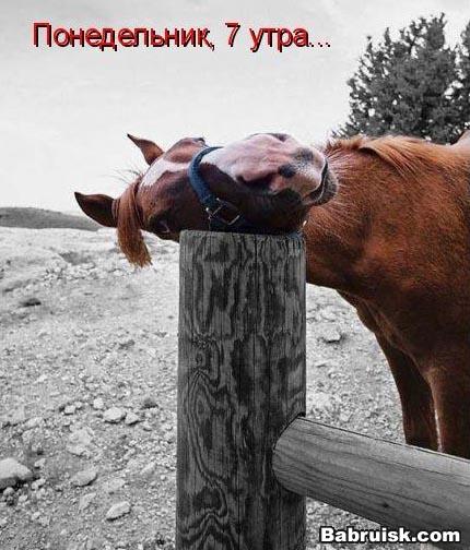 кони педальный