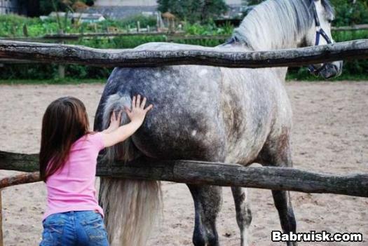 конские яйца