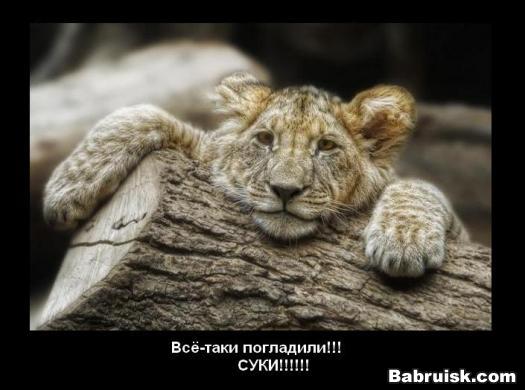 та еще сука
