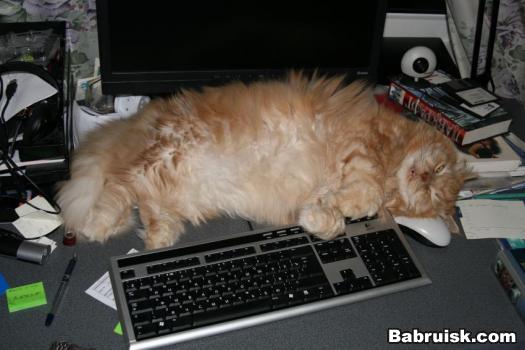 котик