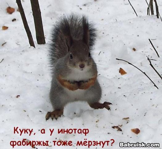 белка на снегу
