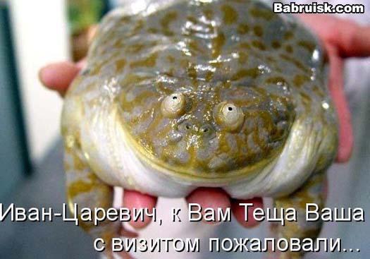 тёща
