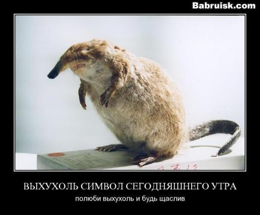 выхухоль