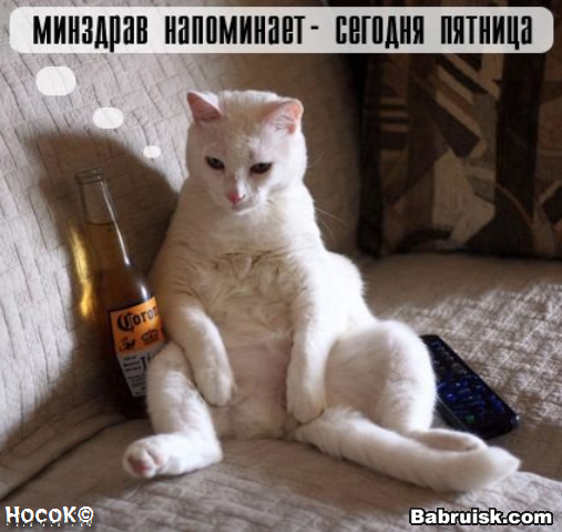 пятничный кот