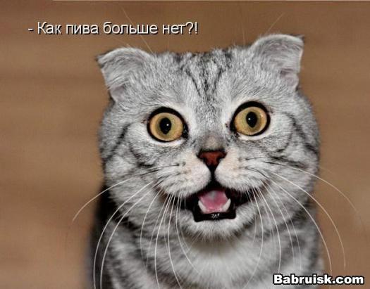 кот с пивом