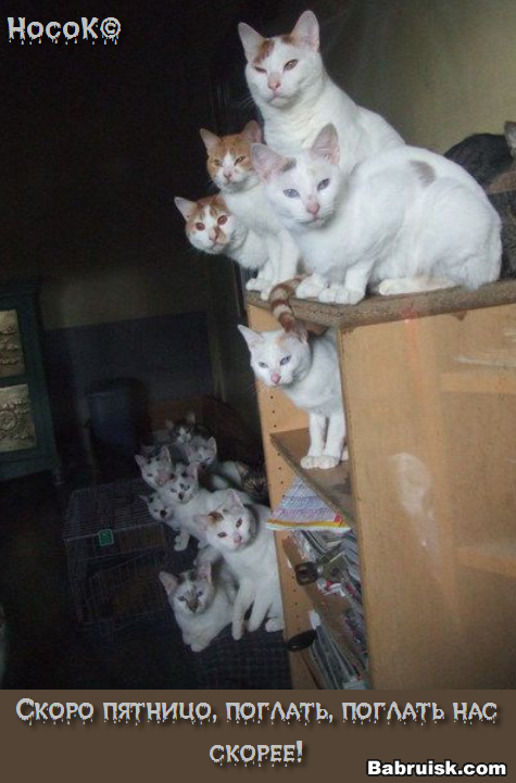 много котов