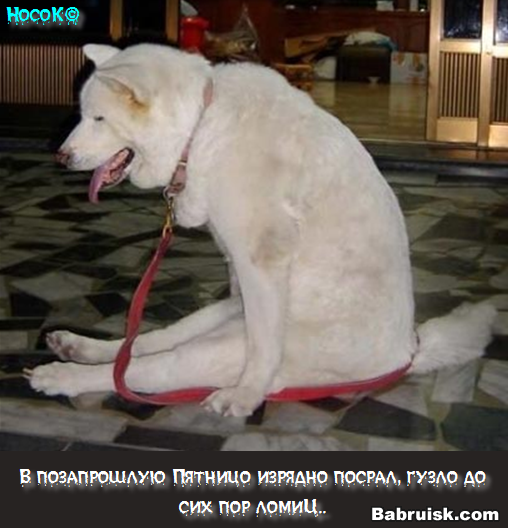 собака на жопе