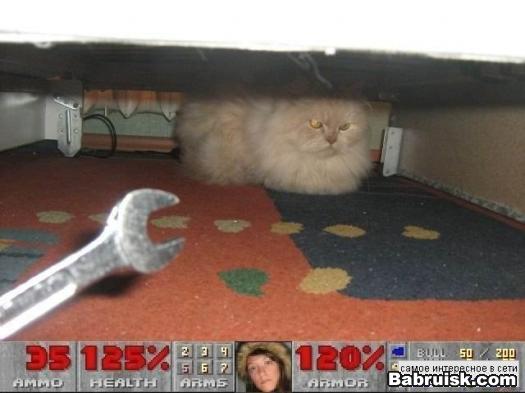 котяра