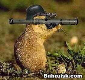 сурок, день сурка. сука