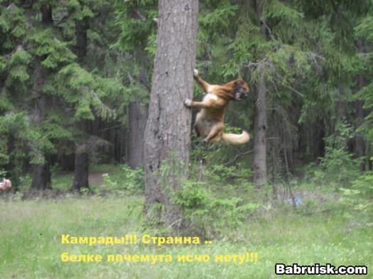 белка и собака