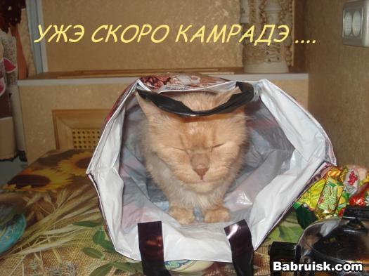гот и кот