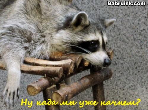 енот в студии!