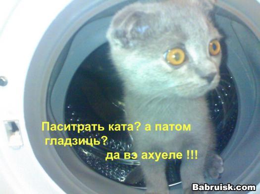 кот в стиральной машине