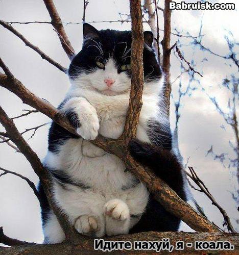 коала