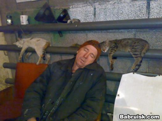 спящие коты