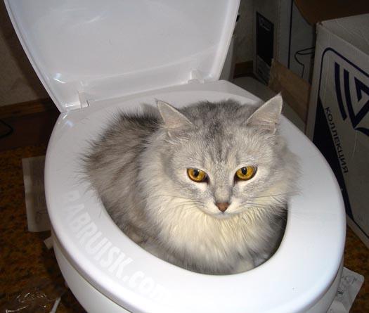 кот в унитазе