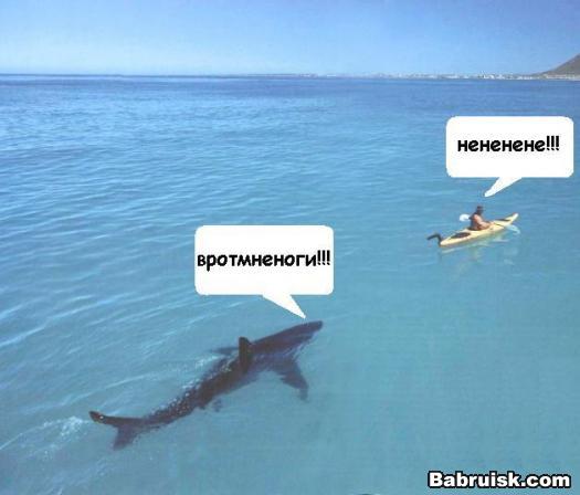 ужин для акулы