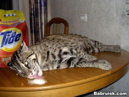 аццкий кот