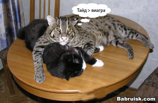 котик