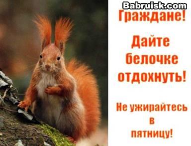 белочка