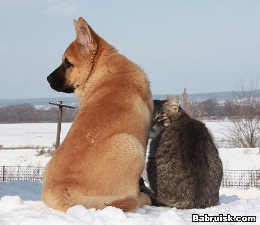 собака и кот