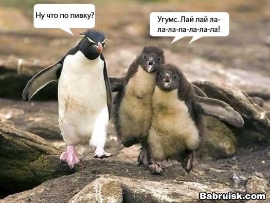 пингвины и пиво
